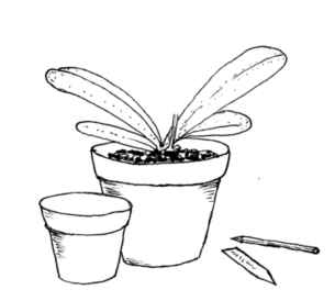 make sure the finished plant is watered and labelled
